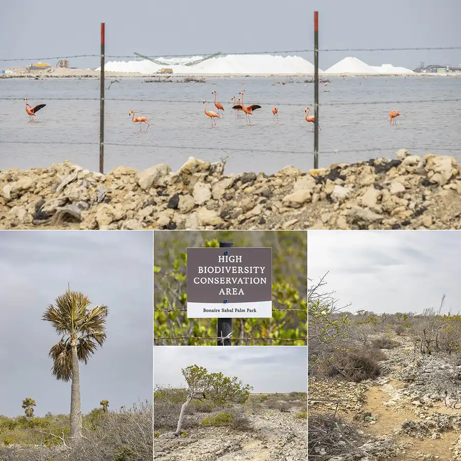 Collage van de hoogtepunten van de Brasia Route in het Bonaire Sabal Palm Park.