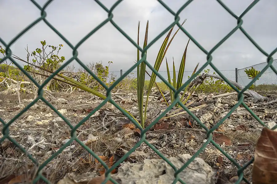 Jonge Sabal Palmen, kleine groene sprieten, veilig achter een hek.
