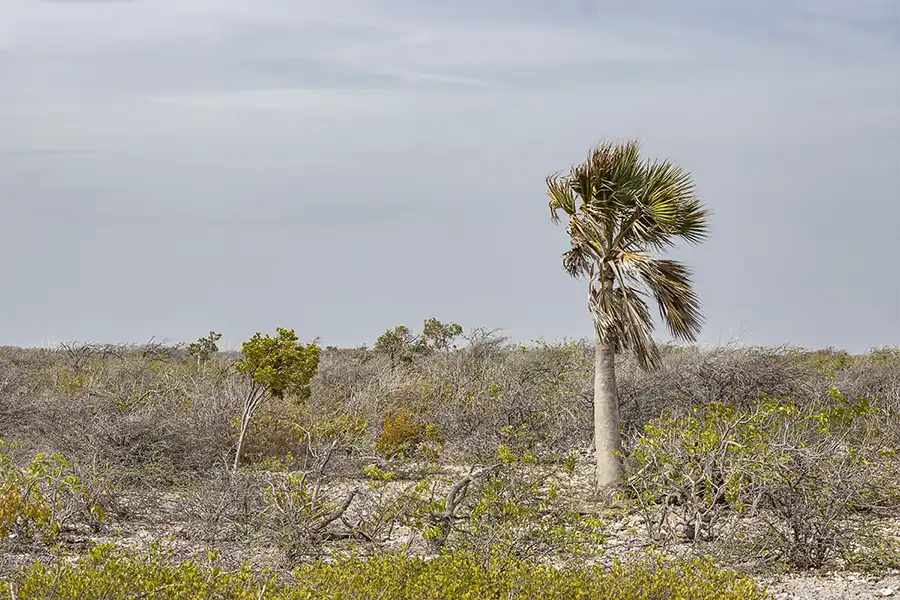 Sabal Palm of Bonairepalm, kabana in het Papiamentu (Sabal lougheediana) is een robuuste palmboom met compacte, ronde kroon.