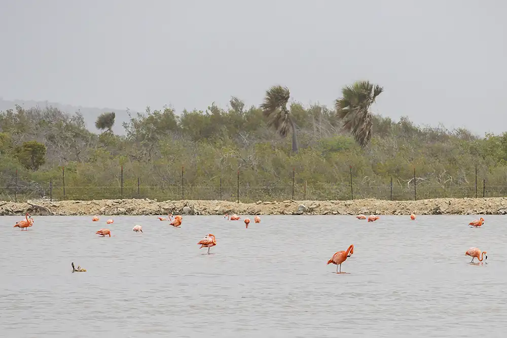 Sabal palmen en flamingo's tijdens het wandelen in het Bonaire Sabal Palm Park.